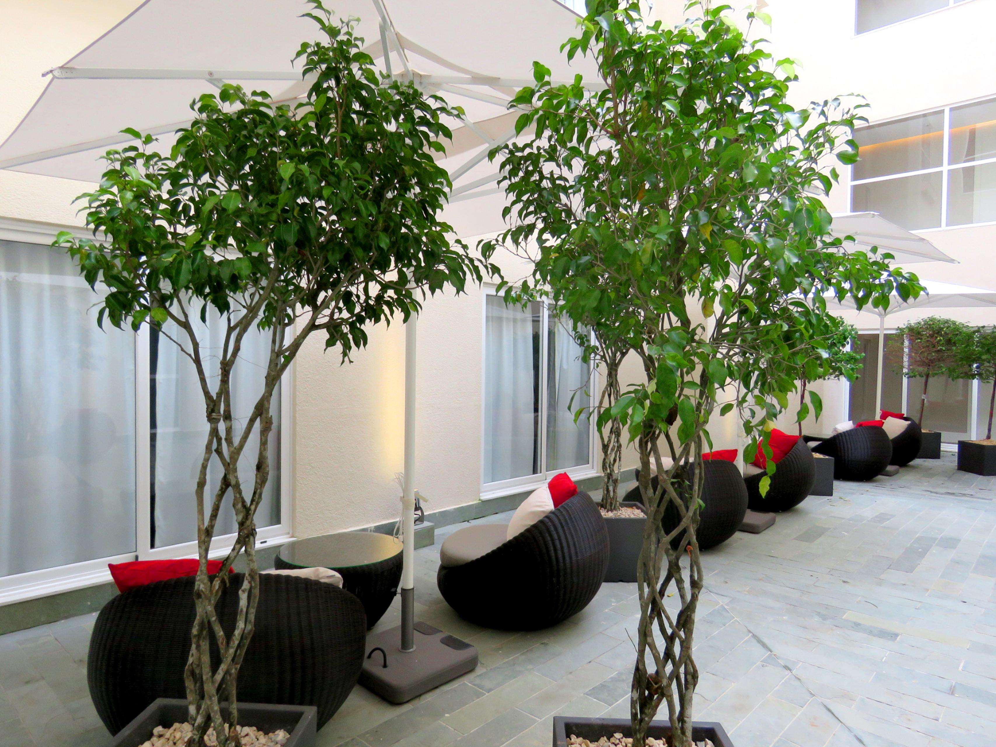Central Hotel Panama Casco Viejo מראה חיצוני תמונה Ficus benjamina